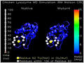 Моделирование белков при помощи Blue Gene/L